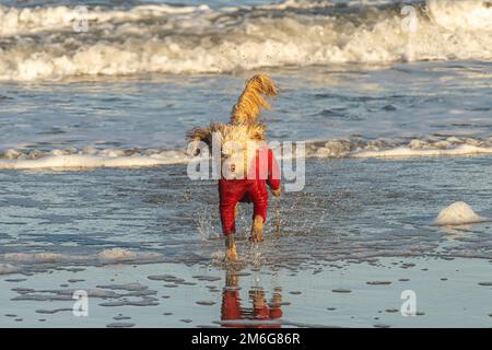 Cane da cockapoo bagnato che corre fuori dal mare indossando un vestito di pile rosso. Foto Stock
