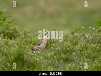 Riccio (Numenius arquata) in erba Foto Stock