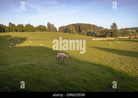 Chipping Campden - Maggio 27 2022: Pecore nella città Cotswolds di Chipping Campden, Inghilterra. Foto Stock