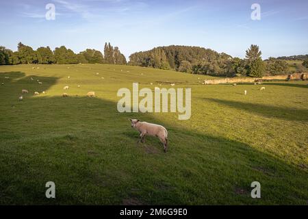 Chipping Campden - Maggio 27 2022: Pecore nella città Cotswolds di Chipping Campden, Inghilterra. Foto Stock