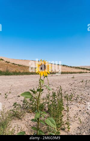 Un girasole con una grossa formica sui petali si trova in una discarica attiva. Foto Stock