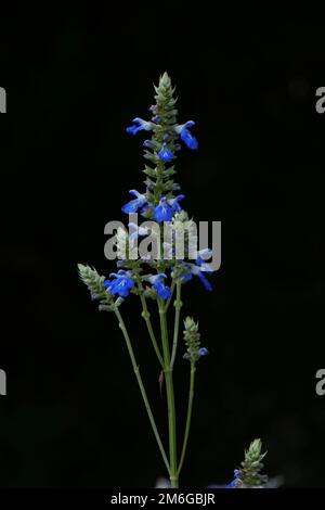 La Salvia uliginosa Foto Stock