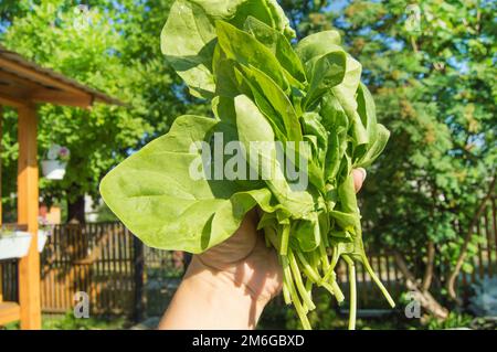 La mano di una donna tiene un mazzo di giovani spinaci verdi appena tagliati, all'aperto, luce del sole e ombre luminose, da vicino Foto Stock