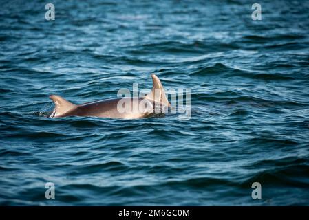 Due delfini tursiopi (Tursiops truncatus) in natura Foto Stock