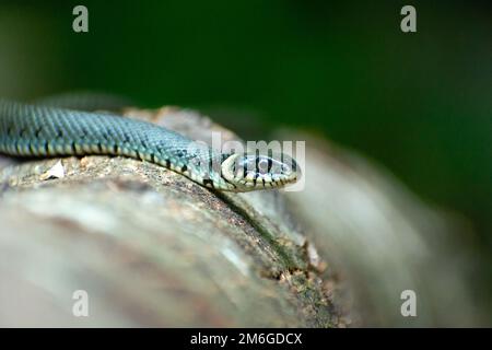 Un serpente d'erba che giace su un tronco d'albero Foto Stock