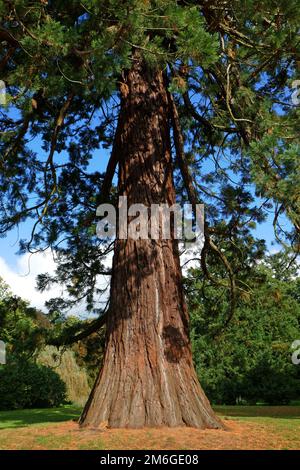 Sequoia sempervirens Foto Stock