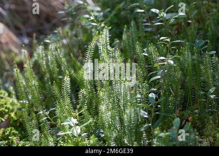 Sprotsender Bärlapp, Wald-Bärlapp, Waldbärlapp, Schlangen-Bärlapp, Bärlapp, Spinulum annotinum, Lycopodium annotinum, Clubmuss rigido, club interrotto Foto Stock