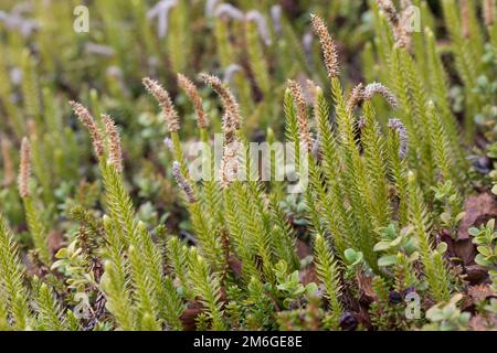 Sprotsender Bärlapp, Wald-Bärlapp, Waldbärlapp, Schlangen-Bärlapp, Bärlapp, Spinulum annotinum, Lycopodium annotinum, Clubmuss rigido, club interrotto Foto Stock