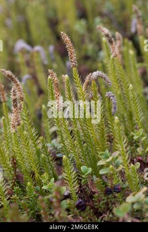 Sprotsender Bärlapp, Wald-Bärlapp, Waldbärlapp, Schlangen-Bärlapp, Bärlapp, Spinulum annotinum, Lycopodium annotinum, Clubmuss rigido, club interrotto Foto Stock