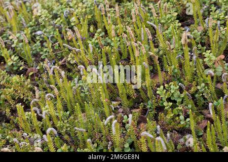 Sprotsender Bärlapp, Wald-Bärlapp, Waldbärlapp, Schlangen-Bärlapp, Bärlapp, Spinulum annotinum, Lycopodium annotinum, Clubmuss rigido, club interrotto Foto Stock