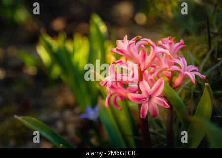 Piccoli fiori da giardino e foglie verdi, primo piano Foto Stock