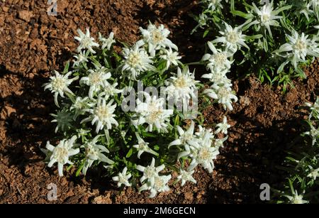 Un piccolo cespuglio di fiori di alga su terreno marrone Foto Stock