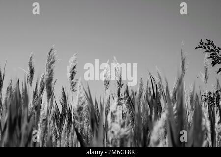 Piante selvatiche e erba del grano che crescono nei campi in bianco e nero monocromatico. Foto Stock