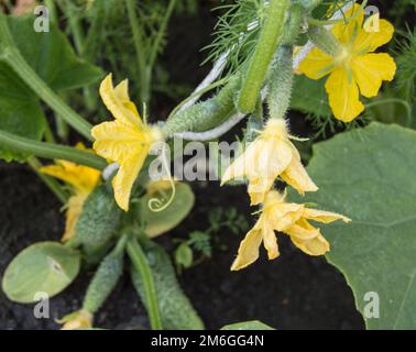 Primo piano di cetriolo in fiore con fuoco selettivo, fiore di cetriolo giallo e piccoli cetrioli tra le foglie verdi Foto Stock