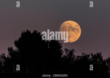 Moonrise dietro la foresta. La luna che entra nella luna piena. Foto Stock