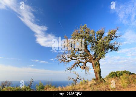 Paesaggio costiero mediterraneo con sughero di quercia vicino Cavalaire, Var, Francia Foto Stock