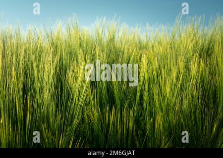 Orecchie di orzo verde e un frammento del cielo blu Foto Stock