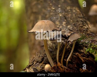 Luccicanti funghi Inkcap a Woodland in Inghilterra Foto Stock