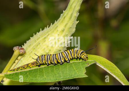 Monarch Caterpillar - Danaus plexippus Foto Stock