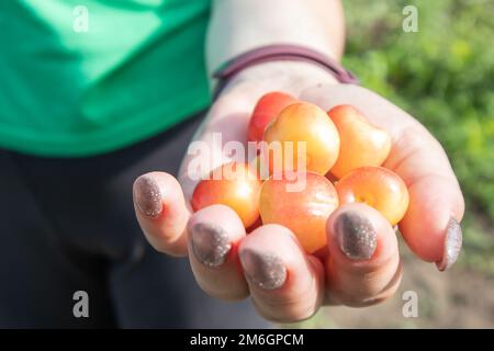 Ciliegie mature in mano a una donna. Mani con ciliegie. Raccolta di ciliegie e ciliegie in giardino o in azienda su un caldo sole Foto Stock