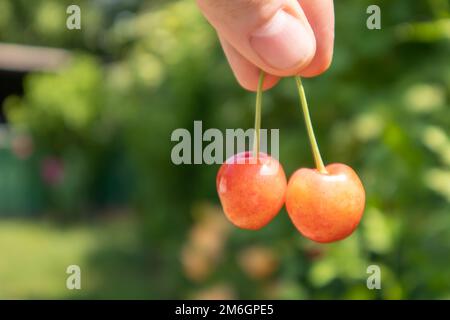 Due ciliegie mature, primo piano. Frutti di bosco maturi e succosi. Frutti rossi e frutti di bosco estivi. Due ciliegie dolci rosse mature nel giardino in somma Foto Stock