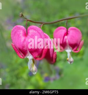 Cuore piangente 'Lamprocapnos spectabilis' Foto Stock