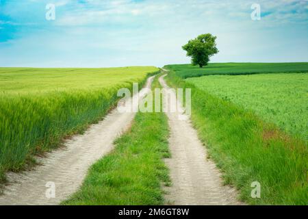 Una lunga strada sterrata attraverso un campo e un albero solitario Foto Stock