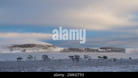 Un Malham Tarn surgelato yorkshire dales Foto Stock