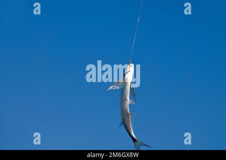 Immagine dinamica quando il Sabrefish sta pescando Foto Stock