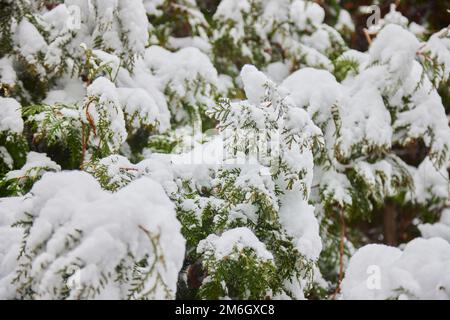 Rami di pino nella neve foresta innevata. Neve fresca caduta in inverno. Foto Stock