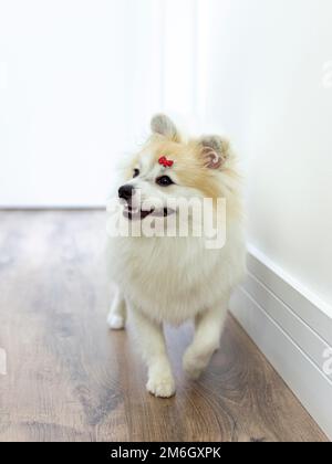 Bianco tedesco Spitz Pomeranian a piedi sul pavimento Foto Stock