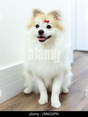 Bianco tedesco Spitz Pomeranian seduto a piedi sul pavimento Foto Stock