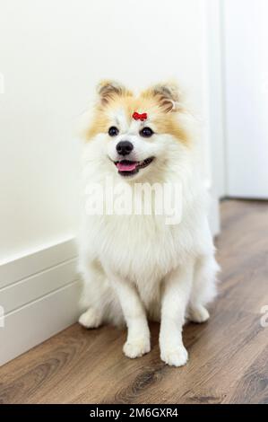 Bianco tedesco Spitz Pomeranian seduto a piedi sul pavimento Foto Stock