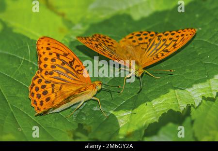 Kaisermantel 'Argynnis pafia Foto Stock