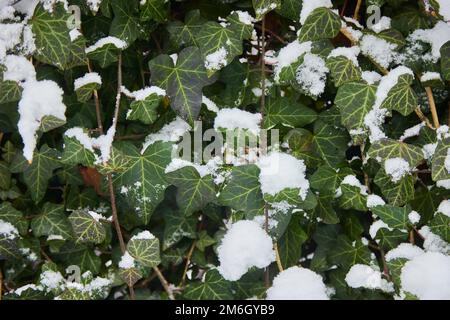 Prima neve sulle foglie verdi nel parco pubblico. Foto Stock