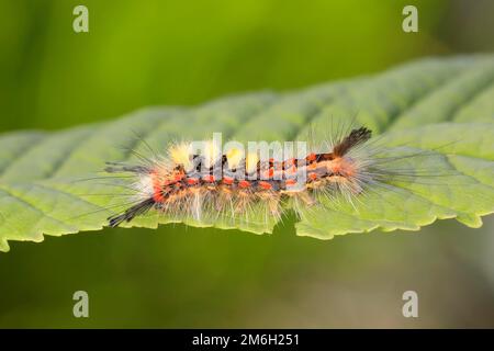 Falce arrugginite (Orgyia antiqua), falce di biancospino, bruco, Siegerland, Renania settentrionale-Vestfalia, Germania Foto Stock