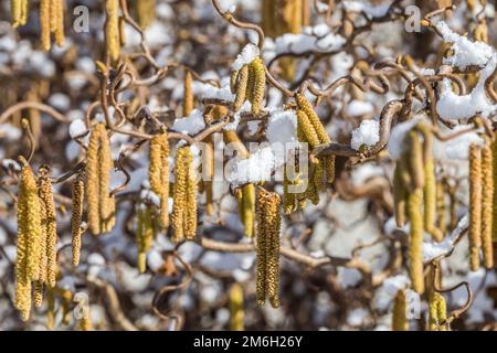 Cetriolini maschi del nocciolo comune in inverno Foto Stock