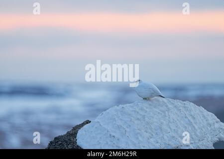 Rock Ptarmigan (Lagopus muta nelsoni) maschio, piumaggio di accoppiamento, piumaggio invernale, rose rosse distintive, arroccato sulla vecchia neve, soffice su, vista a lato Foto Stock