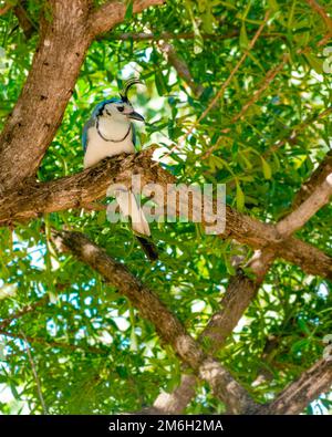 Magpie bianco-gola (Calocitta formosa) su un ramo dell'albero. Ritratto di un magpie bianco-thoated che si posa su un ramo di un albero. Bellissima facciata bianca Foto Stock