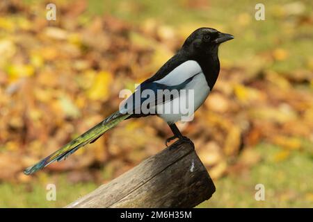 Magpie seduto sul tronco d'albero di fronte alle foglie autunnali, guardando a destra Foto Stock