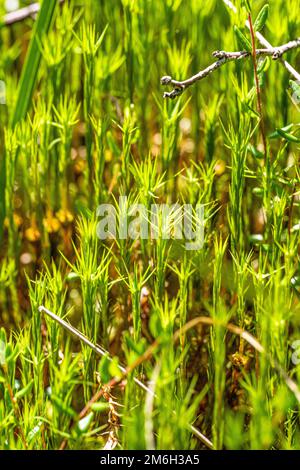 Piante di torba nella palude sollevata, Kaltenbronn, Foresta Nera, Germania Foto Stock