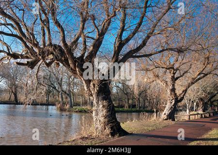 Un giorno soleggiato di inverni tardivi a Locke Park Lake Redcar North Yorkshire con tutte le foglie cadute dagli alberi di salice Foto Stock