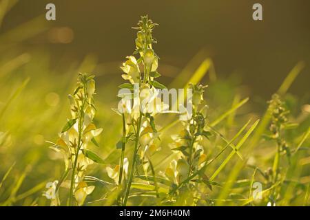 Toadflax vero, anche toadflax comune (Linaria vulgaris), toadflax comune, Assia, Germania Foto Stock