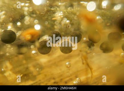 Linee di riproduzione Toad comune (Bufo bufo), sott'acqua, Assia, Germania Foto Stock