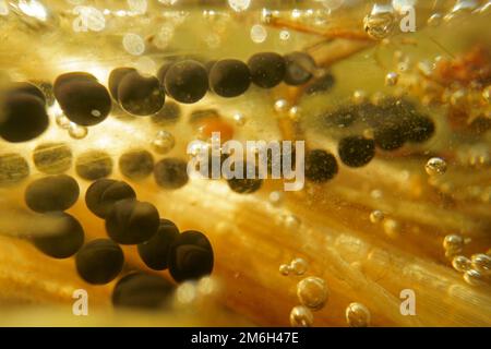 Linee di riproduzione Toad comune (Bufo bufo), sott'acqua, Assia, Germania Foto Stock