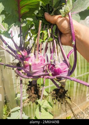 La mano di una donna contiene tre rape di cavolo viola appena raccolte con foglie e radici, all'aperto in estate, foto verticale Foto Stock