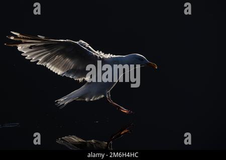 Gabbiano di aringa (Larus argentatus) retroilluminato mentre tocca giù sull'acqua Foto Stock