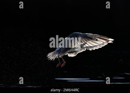 Gabbiano di aringa (Larus argentatus) retroilluminato mentre tocca giù sull'acqua Foto Stock