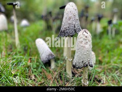 Funghi bianchi con inchiostro nero primo piano nella foresta Foto Stock