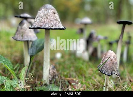 Funghi bianchi con inchiostro nero primo piano nella foresta Foto Stock